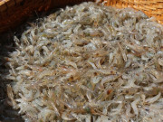 Tiêu dùng - "Lộc trời" ẩn trong bùn đất, xưa người nghèo mới ăn nay thành món đặc sản được người thành phố săn lùng, 150.000 đồng/kg