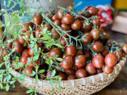 Sức khỏe - Loại quả xưa không ai biết đến, nay thành đặc sản dân thành phố ưa chuộng giá 120.000 đồng/kg, tốt cho sức khỏe