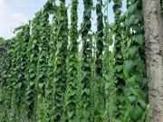 Tin tức - Nghề lạ ở Việt Nam: Cây dại leo bờ rào dân đem về trồng 5 tháng là thu hoạch, hái lá đếm tiền quanh năm, thành đặc sản lạ