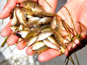 Tiêu dùng - Đặc sản mỗi năm chỉ có một mùa, xưa giá rẻ như cho nay được người thành phố "săn lùng" vì hương vị lạ, 120.000 đồng/kg