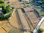 Tin tức - Cả cánh đồng lúa, hoa màu tan hoang, người dân Thái Nguyên bật khóc