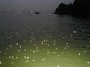 Tiêu dùng - "Lộc trời" xuất hiện lúc nửa đêm, dân rọi đèn bắt về bán 300.000 đồng/kg, thành đặc sản có hương vị lạ rất được ưa chuộng