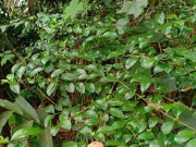 Tiêu dùng - Nghề lạ ở Việt Nam: Cây dại mọc bờ rào dân mang về trồng một lần thu hoạch nhiều năm, hái lá bán đều tay, thành đặc sản lạ