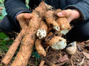 Sức khỏe - Thứ xưa dành cho người nghèo, nay thành đặc sản có hương vị lạ ưa chuộng giá 100.000 đồng/kg, tốt cho sức khoẻ