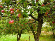 Sức khỏe - Loại quả ở nước ngoài mọc dại bờ rào giá rẻ như cho, về Việt Nam thành đặc sản đắt đỏ, tốt cho sức khỏe