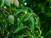 Sức khỏe - 8 lợi ích sức khỏe ít ai biết của lá xoài