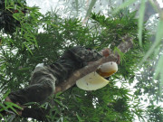 Tiêu dùng - "Lộc trời" vắt vẻo trên thân cây cao, xưa không ai ngó ngàng nay dân lấy về bán 900.000 đồng/kg, thành đặc sản được ưa chuộng