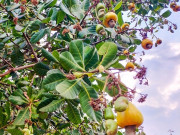 Sức khỏe - Loại quả lọt top tốt nhất thế giới, Việt Nam trồng bạt ngàn thành đặc sản nổi tiếng, làm nhiều món ăn ngon và bổ dưỡng