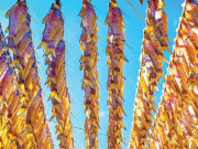 Tiêu dùng - Đặc sản xưa dành cho "người nghèo", nay phơi khô bán 180.000 đồng/kg, người thành phố ưa chuộng vì hương vị lạ