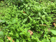 Tiêu dùng - Cây dại mọc bờ rào xưa dành cho "người nghèo", nay thành đặc sản có hương vị lạ trong nhà hàng được ưa chuộng, 55.000 đồng/kg