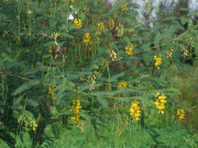 Tiêu dùng - Cây dại mọc bờ rào xưa dành cho "người nghèo", nay thành đặc sản được ưa chuộng trong nhà hàng, 100.000 đồng/kg