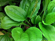 Sức khỏe - Uống nước mã đề có tác dụng gì?