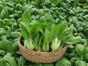 Sức khỏe - Loại rau giá rẻ bèo, được coi là "vua canxi", bán đầy chợ Việt, chế biến thành nhiều món ngon