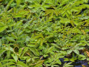 Tin tức - Nghề lạ ở Việt Nam: Cây rau dại mọc ở bờ mương dân trồng bán quanh năm, chỉ 1 tháng là thu hoạch, thành đặc sản lạ