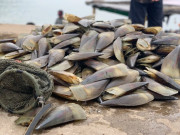 "Lộc trời" ẩn dưới bùn cát, ban đêm dân rọi đèn bắt về bán 300.000 đồng/kg, thành đặc sản người thành phố ưa chuộng