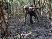 Tiêu dùng - "Lộc trời" ẩn trong bùn đất giờ lên đời thành đặc sản được ưa chuộng, người dân bắt về bán giá 600.000 đồng/kg