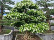 Tin tức - Cây dại ở hàng rào "lên chậu" thành bonsai, có cây lên tới 2 tỷ đồng, tỏa mùi thơm đặc biệt và mang lại may mắn