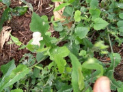 Xưa mọc bờ mương dành cho "người nghèo", nay rau dại lên đời thành đặc sản vì hương vị lạ, 45.000 đồng/kg