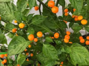 Loại quả đắt nhất thế giới, Việt Nam trồng đại trà chỉ 3 tháng cho thu hoạch, thành đặc sản nổi tiếng giá 700.000/kg