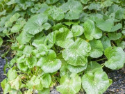 Tiêu dùng - Loại cây đắt đỏ bậc nhất thế giới, ở Việt Nam trồng thành công bán làm đặc sản 6 triệu/kg, 18 tháng cho thu hoạch