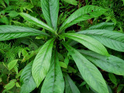 Sức khỏe - 6 tác dụng không ngờ của lá xương sông