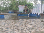 Tin tức - Hàng nghìn tấn cá lồng bè bị chết, nhiều người dân trắng tay sau bão