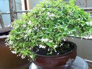 Tin tức - Cây mọc ở hàng rào nở hoa quanh năm "lên chậu" thành bonsai, có cây giá 1,2 tỷ đồng, vừa đẹp mắt vừa mang lại may mắn, tài lộc