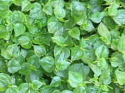 Loại rau thế giới ca tụng là "thảo dược quý", ở Việt Nam trồng bạt ngàn thành đặc sản 80.000/kg, chỉ 45 ngày cho thu hoạch 