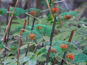 Loại hạt đắt đỏ bậc nhất thế giới, chỉ có duy nhất ở Việt Nam, đến mùa giá tới 240 triệu/kg người trồng "hái ra tiền"