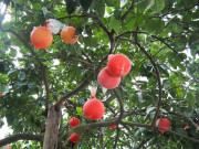 Sức khỏe - Loại quả được đánh giá "tốt bậc nhất thế giới", được trồng bạt ngàn ở Việt Nam giá siêu rẻ, tốt cho sức khỏe