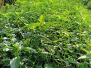 Nghề lạ ở Việt Nam: Cây dại mọc bờ rào mang về trồng 2 tháng là thu hoạch, thành đặc sản nổi tiếng, dân hái bán "hốt bạc"