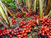 Loại quả xưa rụng đầy không ai ngó ngàng, giờ thành đặc sản có hương vị lạ được ưa chuộng, 200.000 đồng/kg