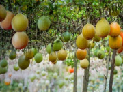 Sức khỏe - Loại quả mọc bạt ngàn ở Việt Nam được báo Mỹ ca ngợi như "báu vật", chỉ từ 10.000/kg, tốt cho sức  khoẻ