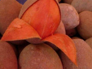 Sức khỏe - Loại quả xưa không ai biết đến, nay thành đặc sản dân thành phố ưa chuộng vì hương vị lạ, tốt cho sức khỏe