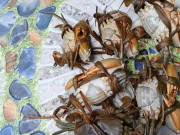 Đặc sản nghe tên "ngượng đỏ mặt", xưa ít ai biết đến nay thành món khoái khẩu được ưa chuộng ở thành phố, 400.000 đồng/kg