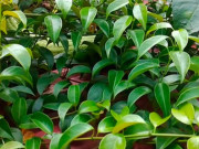 Nghề lạ ở Việt Nam: Cây dại ở bờ rào mang về trồng 3 tháng là thu hoạch, dân hái lá bán quanh năm, thành đặc sản