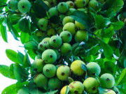Loại quả xưa chín rụng không ai ngó ngàng, nay thành đặc sản nổi tiếng ở thành phố được ưa chuộng, 60.000 đồng/kg