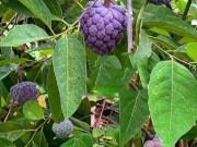 Sức khỏe - Loại quả được đánh giá "tốt nhất thế giới", ở Việt Nam trồng khắp nơi giá chỉ từ 20.000 đồng/kg, tốt cho sức khoẻ