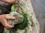 "Lộc trời" mỗi năm xuất hiện một lần, dân rủ nhau ra lòng suối vớt về bán, thành đặc sản lạ 35.000 đồng/kg