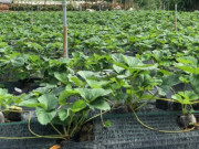 Loại quả đắt nhất thế giới, Việt Nam trồng đại trà chỉ 3 tháng cho thu hoạch, là đặc sản giá 500.000 đồng/kg