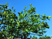 Sức khỏe - Loại quả "tốt nhất thế giới", Việt Nam trồng khắp nơi thành đặc sản chỉ từ 8.000 đồng/kg, tốt cho sức khoẻ