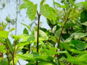 Tiêu dùng - Đặc sản có tên "ngượng đỏ mặt", xưa mọc bờ rào nay thành món khoái khẩu được ưa chuộng vì hương vị lạ, 50.000 đồng/kg