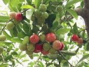 Tin tức - Cây ăn quả quen thuộc lên chậu thành bonsai được ưa chuộng, có cây giá tới 7 tỷ đồng, mang lại may mắn và tài lộc