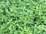 Sức khỏe - Cây dại ven đường có hương vị lạ, nay thànhh đặc sản được ưa chuộng giá 90.000 đồng/kg, tốt cho sức khoẻ