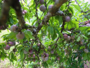 Sức khỏe - Loại quả được đánh giá "tốt nhất thế giới", ở Việt Nam trồng bạt ngàn giá chỉ từ 10.000 đồng/kg, tốt cho sức khoẻ