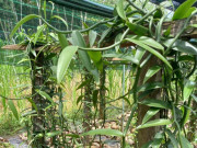 Tiêu dùng - Loại quả đắt nhất thế giới 20 triệu đồng/kg, Việt Nam trồng thành công, là đặc sản nổi tiếng trồng 2 năm cho thu hoạch