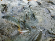 Tiêu dùng - Loài cá quen thuộc ở quê "tốt hơn cá hồi", xưa giá rẻ như cho nay thành đặc sản được ưa chuộng, 90.000 đồng/kg