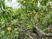 Sức khỏe - Loại quả được đánh giá "tốt nhất thế giới", ở Việt Nam trồng bạt ngàn giá chỉ từ 12.000 đồng/kg, tốt cho sức khoẻ