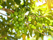 Loại quả đắt đỏ bậc nhất thế giới, Việt Nam trồng bạt ngàn thu hoạch nhiều năm, thành đặc sản nổi tiếng giá 300.000 đồng/kg