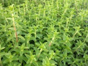 Sức khỏe - Cây dại ở bờ mương có hương vị lạ, nay thành đặc sản được ưa chuộng giá 40.000 đồng/kg, tốt cho sức khoẻ